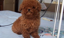 娱乐圈吃瓜爆料弟弟泰迪,泰迪弟弟吃瓜爆料，揭秘幕后真相